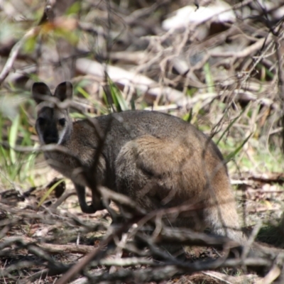 Notamacropus rufogriseus (Red-necked Wallaby) at Nunnock Swamp - 18 Jan 2024 by Csteele4