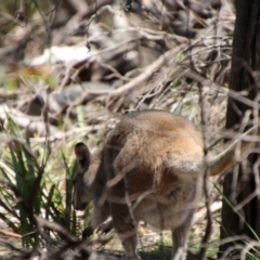 Notamacropus rufogriseus at South East Forest National Park - 18 Jan 2024