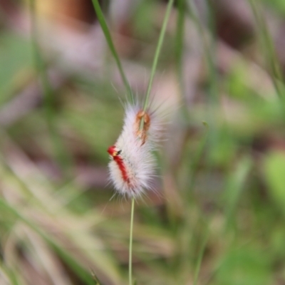 Trichiocercus sparshalli (Sparshall's Moth) at South East Forest National Park - 18 Jan 2024 by Csteele4