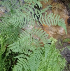 Histiopteris incisa (Bat's-Wing Fern) at Hill Top, NSW - 17 Jan 2024 by plants