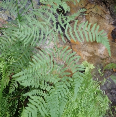 Histiopteris incisa (Bat's-Wing Fern) at Hill Top, NSW - 17 Jan 2024 by plants
