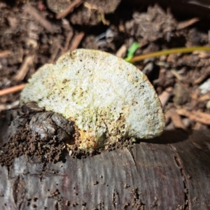 Trametes sp. at Watson, ACT - 19 Jan 2024