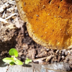 Trametes sp. at Watson, ACT - 19 Jan 2024