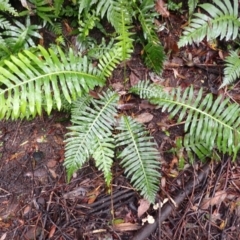 Blechnum nudum (Fishbone Water Fern) at Hill Top, NSW - 17 Jan 2024 by plants