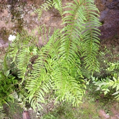 Gleichenia microphylla (Scrambling Coral Fern) at Hill Top, NSW - 17 Jan 2024 by plants