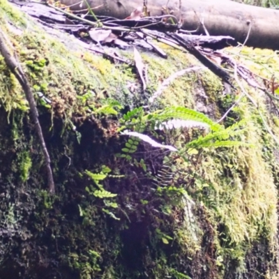 Pellaea nana (Dwarf Sickle Fern) at Hill Top, NSW - 17 Jan 2024 by plants