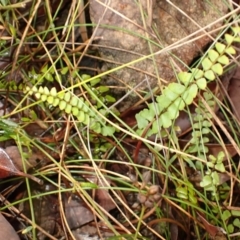 Lindsaea linearis (Screw Fern) at Hill Top, NSW - 17 Jan 2024 by plants