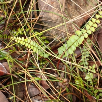 Lindsaea linearis (Screw Fern) at Hill Top, NSW - 18 Jan 2024 by plants