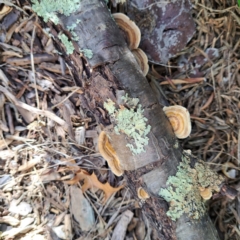 Trametes sp. at Watson, ACT - 18 Jan 2024 by abread111