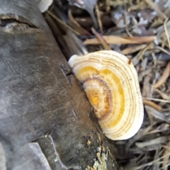 Trametes sp. at Watson, ACT - 19 Jan 2024