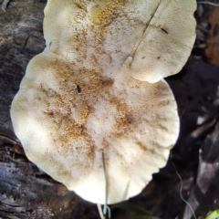 Trametes sp. at Watson, ACT - 19 Jan 2024