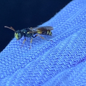 Cerceris sp. (genus) at Theodore, ACT - 18 Jan 2024