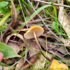 Marasmius elegans (Velvet Parachute) at Glenbog State Forest - 18 Jan 2024 by Csteele4