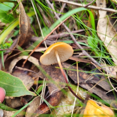 Marasmius elegans (Velvet Parachute) at Glen Allen, NSW - 18 Jan 2024 by Csteele4