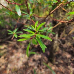 Tasmannia lanceolata (Mountain Pepper) at Nunnock Swamp - 18 Jan 2024 by Csteele4