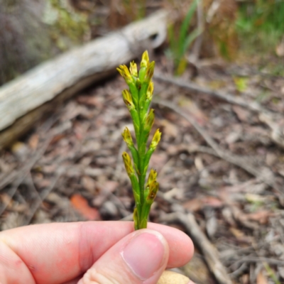 Prasophyllum flavum (Yellow Leek Orchid) at South East Forest National Park - 18 Jan 2024 by Csteele4