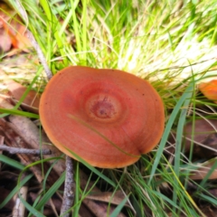 Lactarius eucalypti (Lactarius eucalypti) at Glen Allen, NSW - 18 Jan 2024 by Csteele4