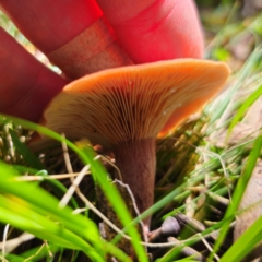 Lactarius eucalypti at South East Forest National Park - 18 Jan 2024