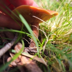 Lactarius eucalypti at South East Forest National Park - 18 Jan 2024