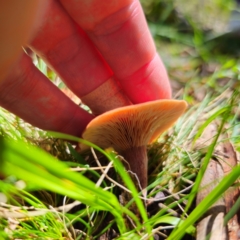 Lactarius eucalypti at South East Forest National Park - 18 Jan 2024