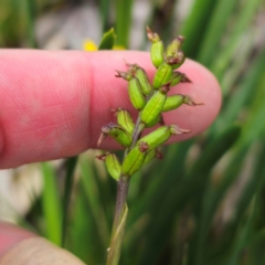 Corunastylis nuda (Tiny Midge Orchid) at Glen Allen, NSW - 18 Jan 2024 by Csteele4