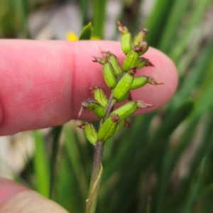 Corunastylis nuda at South East Forest National Park - suppressed