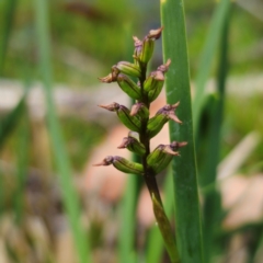 Corunastylis nuda at South East Forest National Park - suppressed