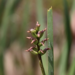 Corunastylis nuda at South East Forest National Park - suppressed