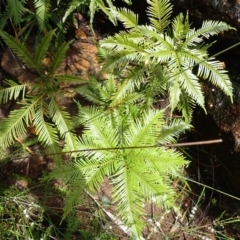 Sticherus flabellatus (Shiny Fan-fern, Umbrella Fern) at Buxton, NSW - 18 Jan 2024 by plants