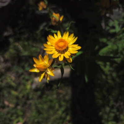 Xerochrysum bracteatum (Golden Everlasting) at Glen Allen, NSW - 18 Jan 2024 by Csteele4