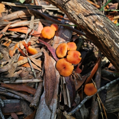 Laccaria sp. (Laccaria) at Glen Allen, NSW - 18 Jan 2024 by Csteele4