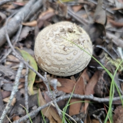 Amanita sp. (Amanita sp.) at Nunnock Swamp - 18 Jan 2024 by Csteele4