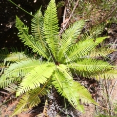 Blechnum nudum (Fishbone Water Fern) at Buxton, NSW - 17 Jan 2024 by plants