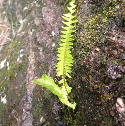 Nephrolepis cordifolia (Fishbone Fern) at Buxton, NSW - 17 Jan 2024 by plants