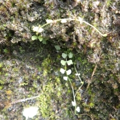 Asplenium flabellifolium (Necklace Fern) at Buxton, NSW - 17 Jan 2024 by plants