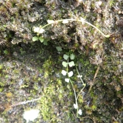 Asplenium flabellifolium (Necklace Fern) at Buxton, NSW - 18 Jan 2024 by plants