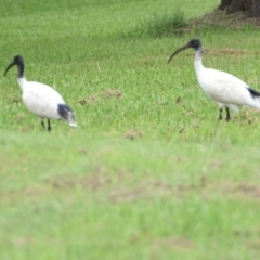 Threskiornis molucca (Australian White Ibis) at Victoria Point, QLD - 18 Jan 2024 by PJH123