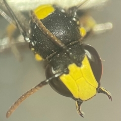 Hylaeus (Euprosopis) honestus at Lidcombe, NSW - 17 Jan 2024