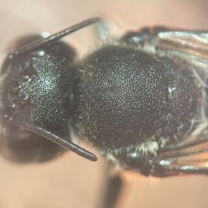 Megachile punctata at Lidcombe, NSW - 16 Jan 2024