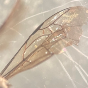 Leioproctus (Leioproctus) recusus at Lidcombe, NSW - 18 Jan 2024