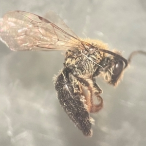 Leioproctus (Leioproctus) recusus at Lidcombe, NSW - 18 Jan 2024