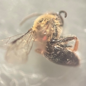 Leioproctus (Leioproctus) recusus at Lidcombe, NSW - 18 Jan 2024