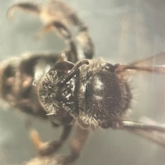 Leioproctus sp. (genus) (Plaster bee) at Lidcombe, NSW - 17 Jan 2024 by FumblebeeFae