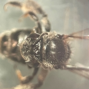 Leioproctus sp. (genus) at Lidcombe, NSW - 17 Jan 2024