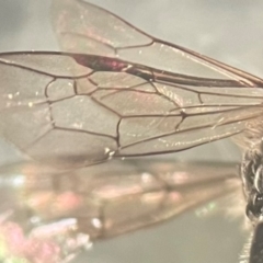 Leioproctus sp. (genus) at Lidcombe, NSW - 17 Jan 2024