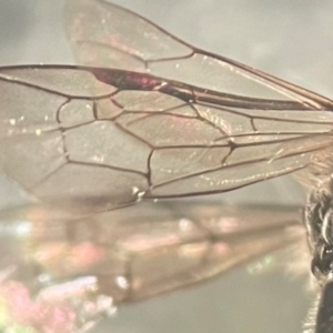 Leioproctus sp. (genus) at Lidcombe, NSW - 17 Jan 2024