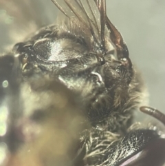 Leioproctus sp. (genus) at Lidcombe, NSW - 17 Jan 2024