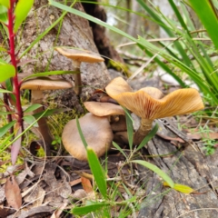 Armillaria luteobubalina (Australian Honey Fungus) at Nunnock Swamp - 18 Jan 2024 by Csteele4