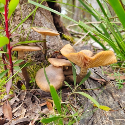 Armillaria luteobubalina (Australian Honey Fungus) at Glen Allen, NSW - 18 Jan 2024 by Csteele4