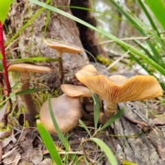 Armillaria luteobubalina at South East Forest National Park - 18 Jan 2024